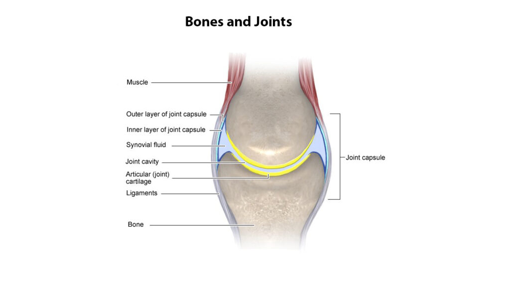 bones and joints