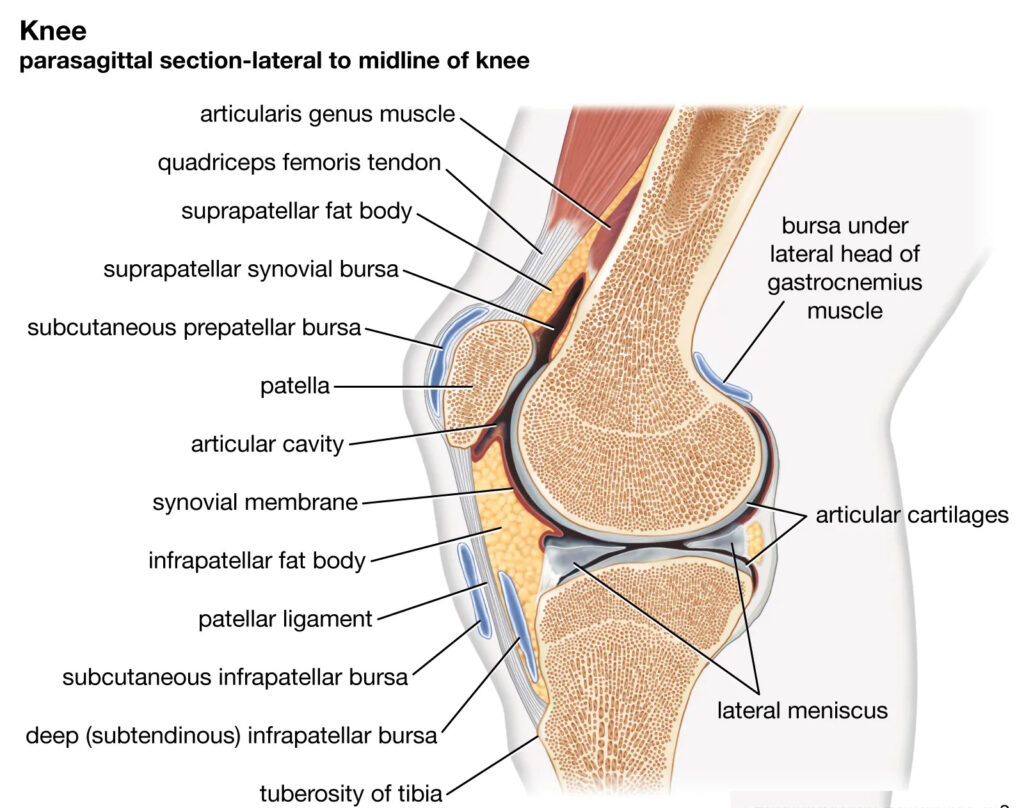 Knee bones and joints