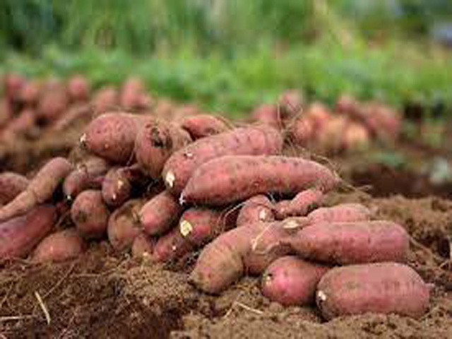 Sweet potatoes are a rich source of beta-carotene,